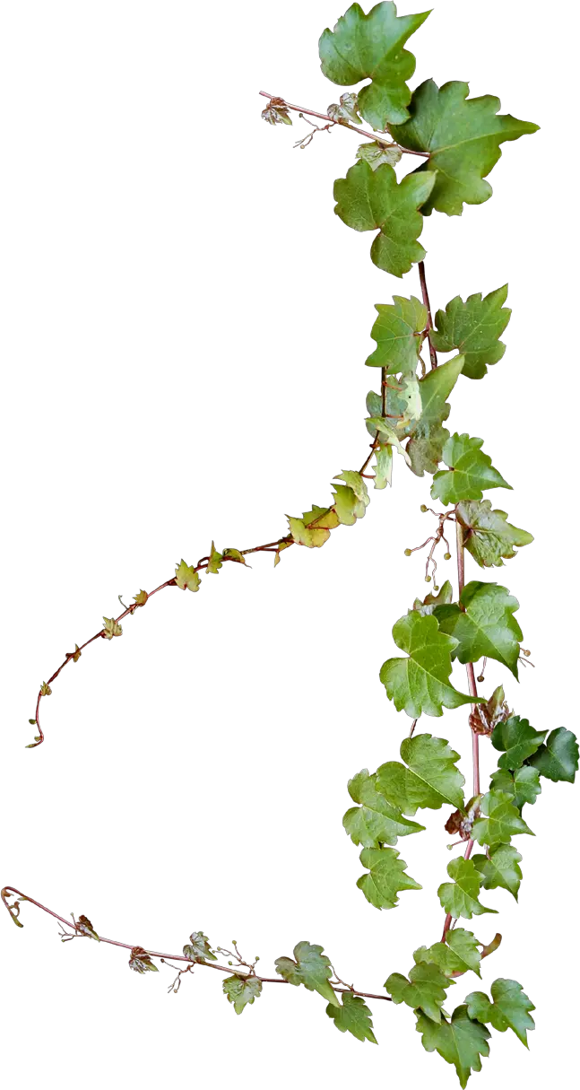 Common Grape Vine Photography Transparent Background Vine Png