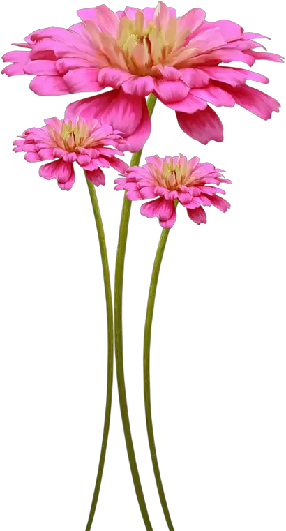Fleurs Pour Embellir Vos Pages De Scrapbooking En Png Fleur Png