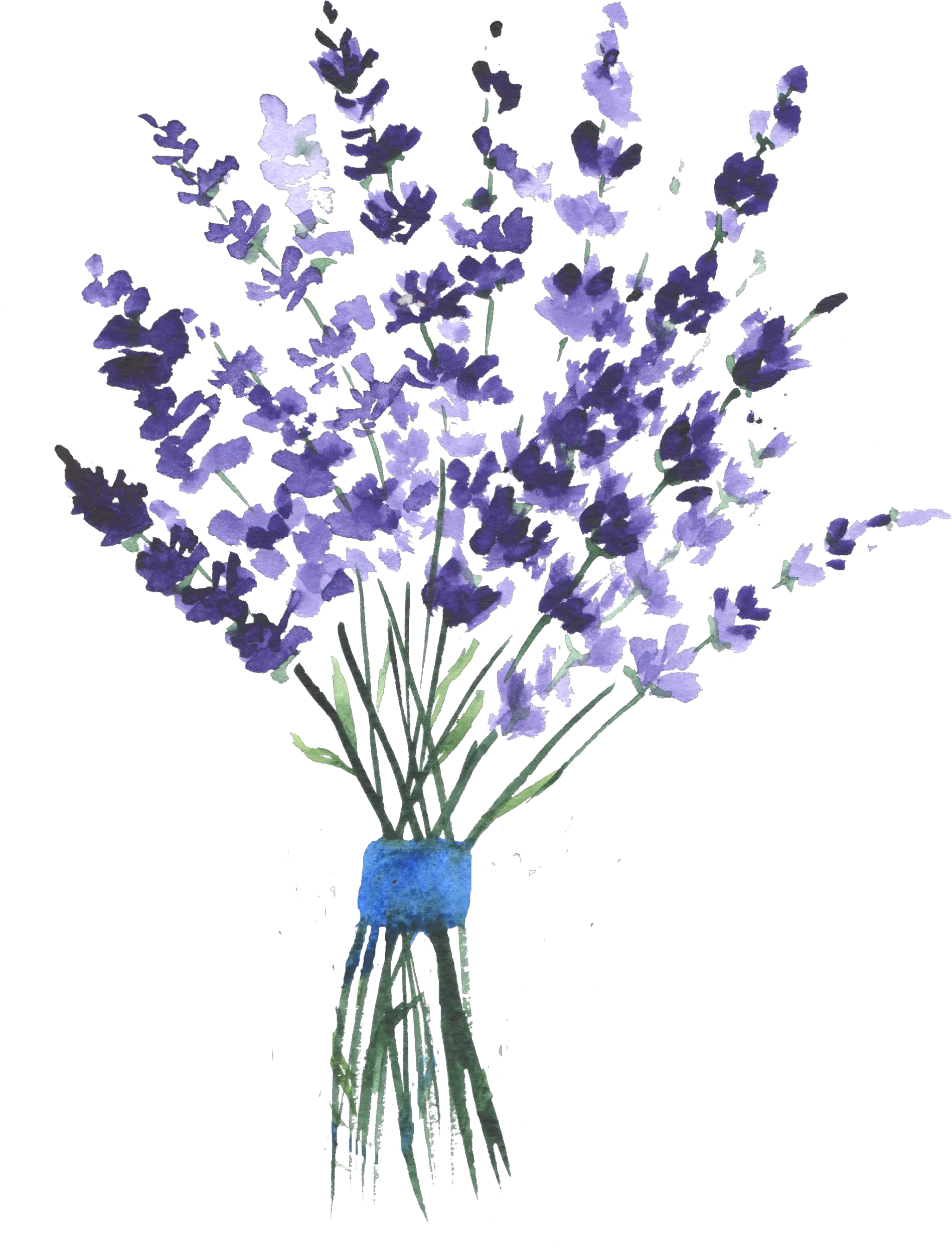 Lavender Watercolor Png Purple Flowers Watercolour Lavender