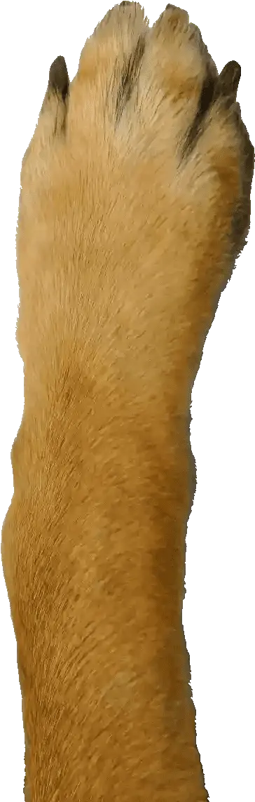 Dog Paw Google Phone Paw