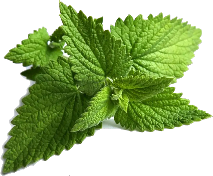 Download Mint Png Clipart Mint Clipart