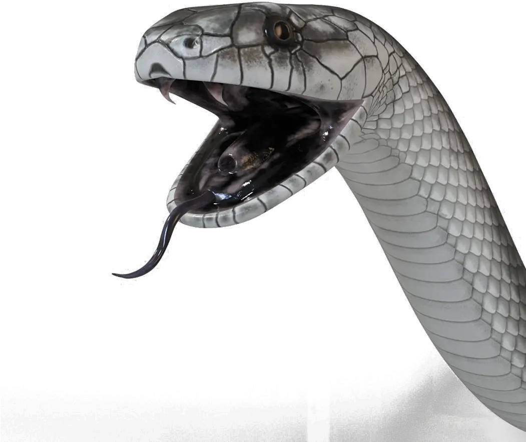 Black Mamba Snake Png High-quality Image Black Mamba Snake Png