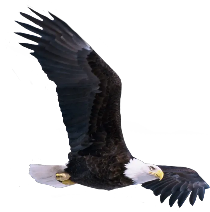 Transparent Soaring Eagle Clipart Black And White Birds Png Hd New Picsart