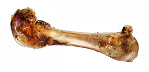 Bone PNG