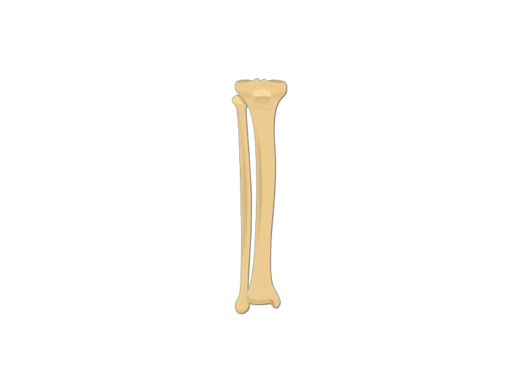 Bone PNG
