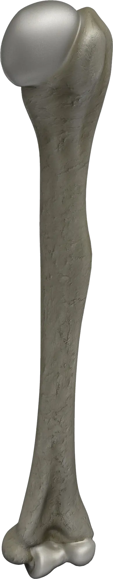 Bone PNG