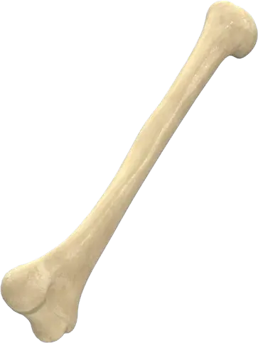 Bone PNG