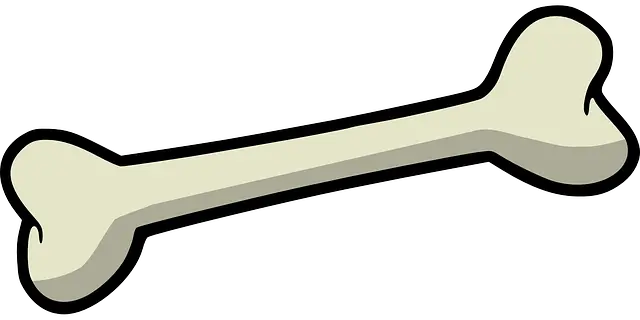 Bone PNG