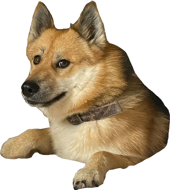 Doge (meme) PNG image