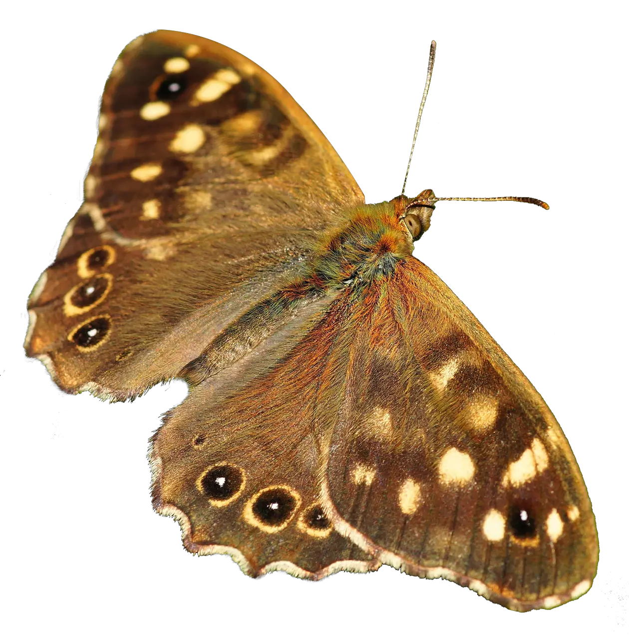 Moth PNG