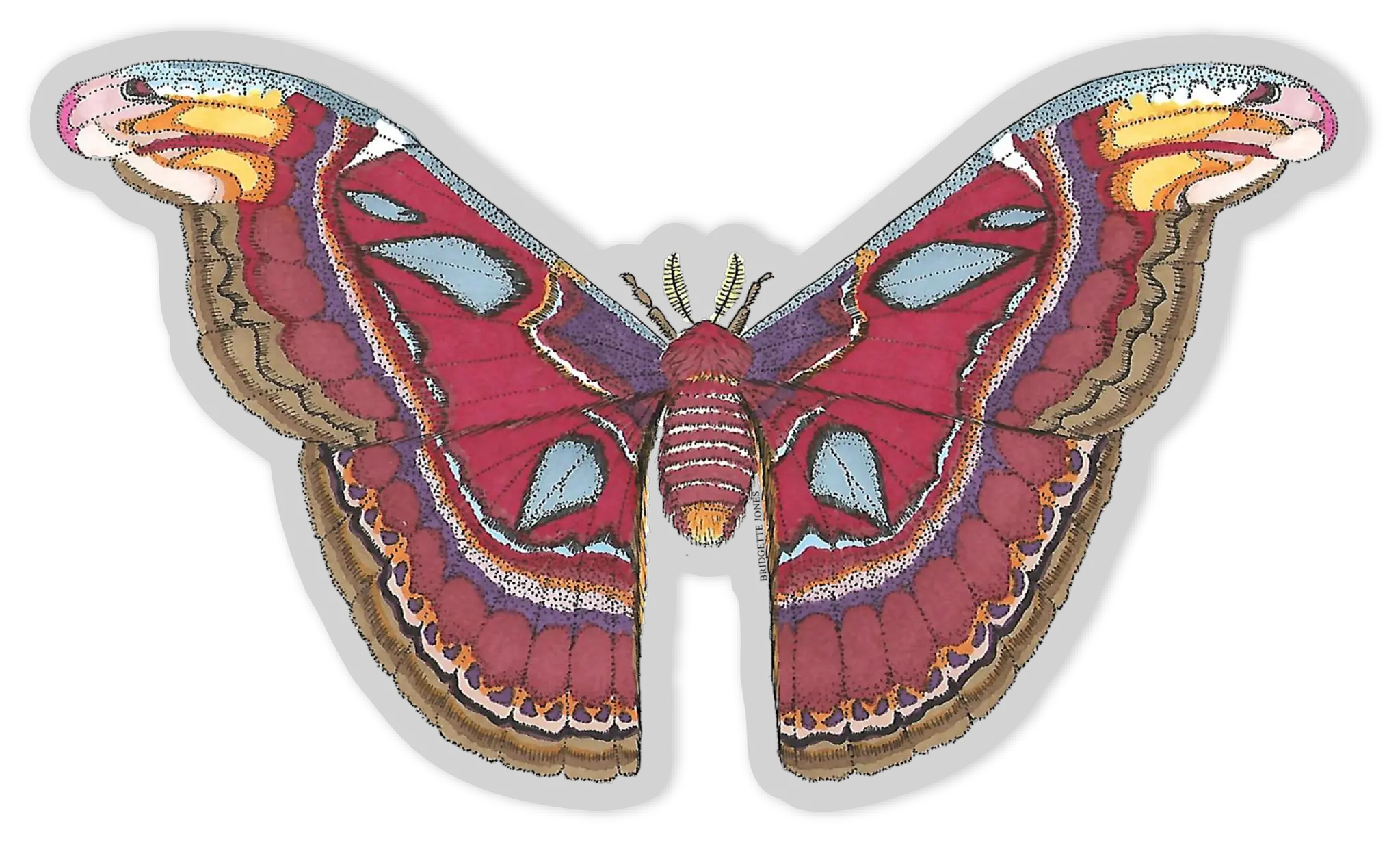 Moth PNG