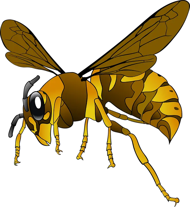 Wasp PNG