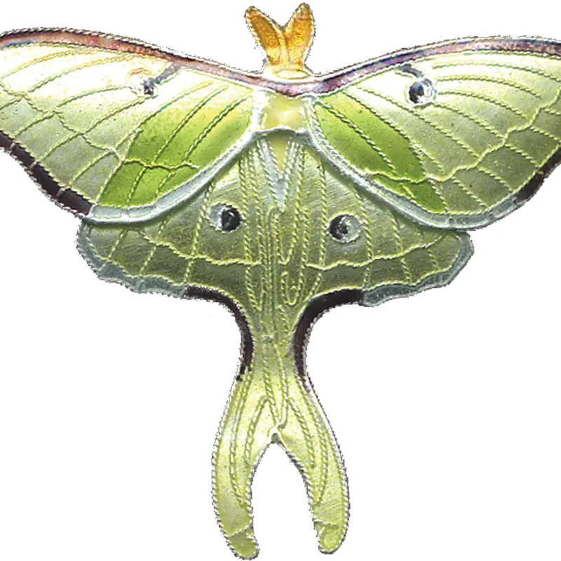 Moth PNG