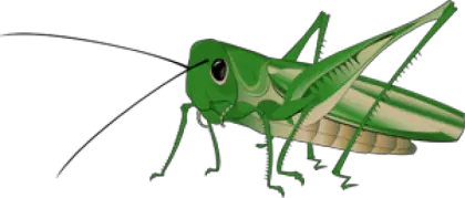 Grasshopper PNG