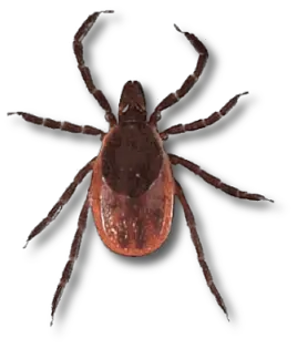 Tick insect PNG