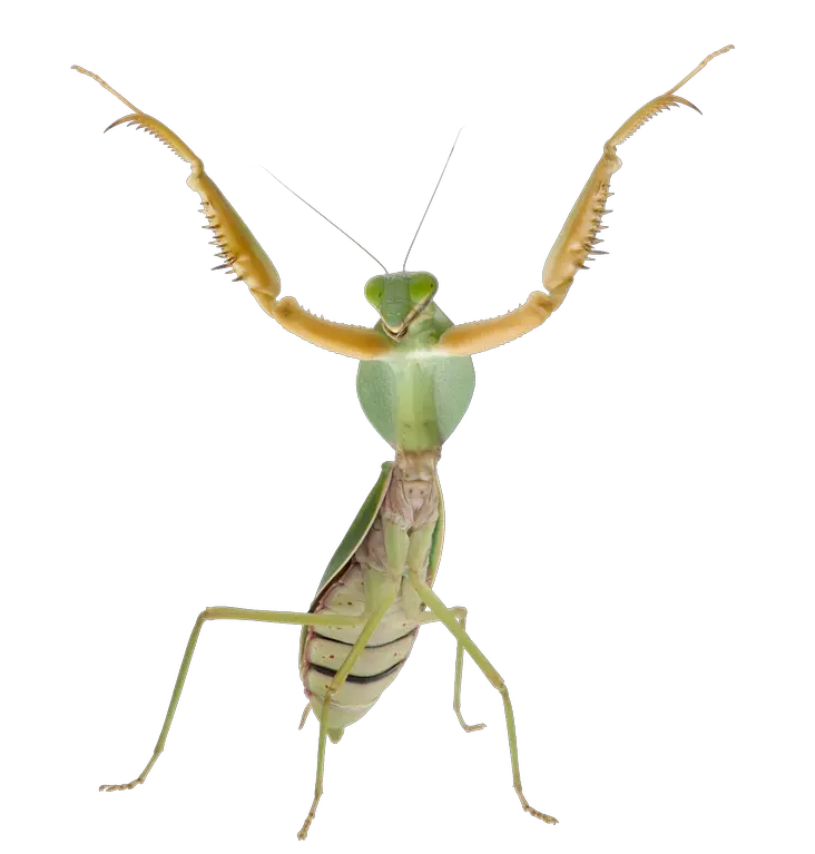 Mantis PNG