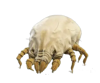 Tick insect PNG