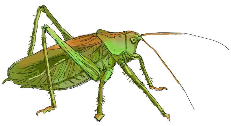 Grasshopper PNG