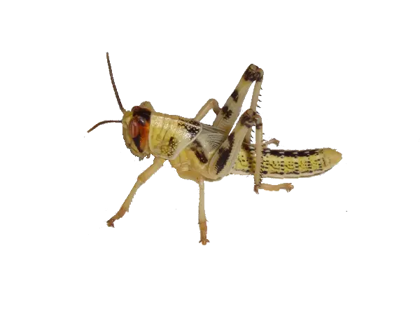 Grasshopper PNG