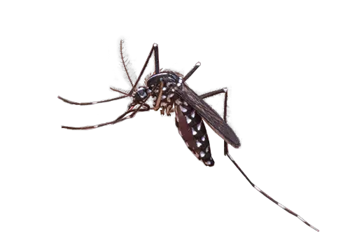 Mosquito PNG