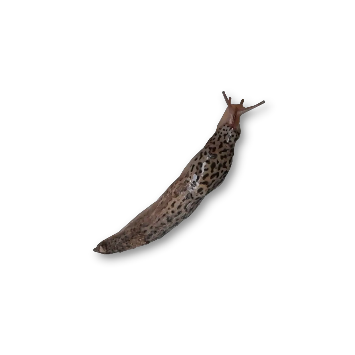 Slug PNG