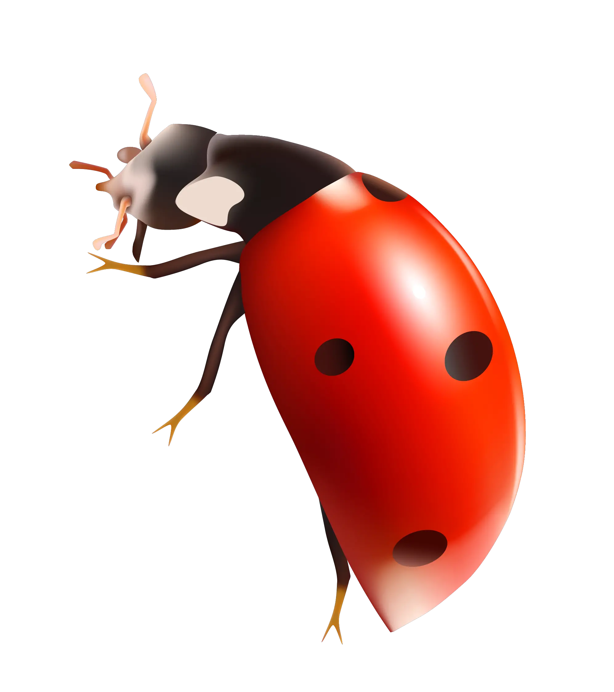 ladybug PNG image