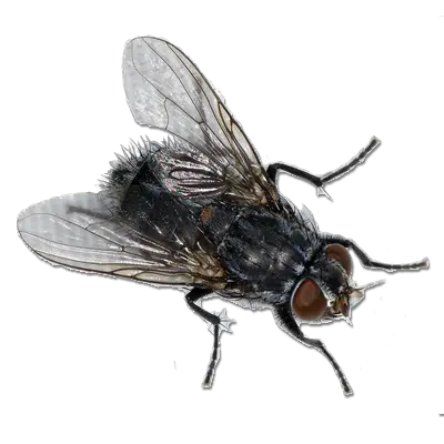 fly PNG image