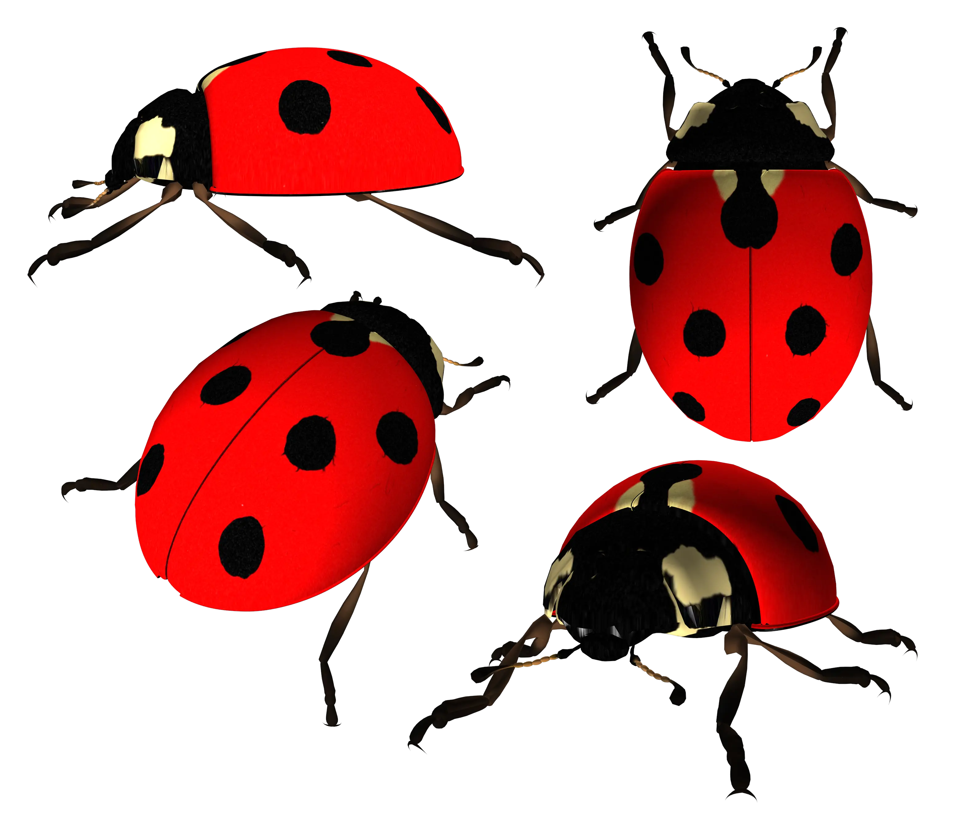 ladybug PNG image