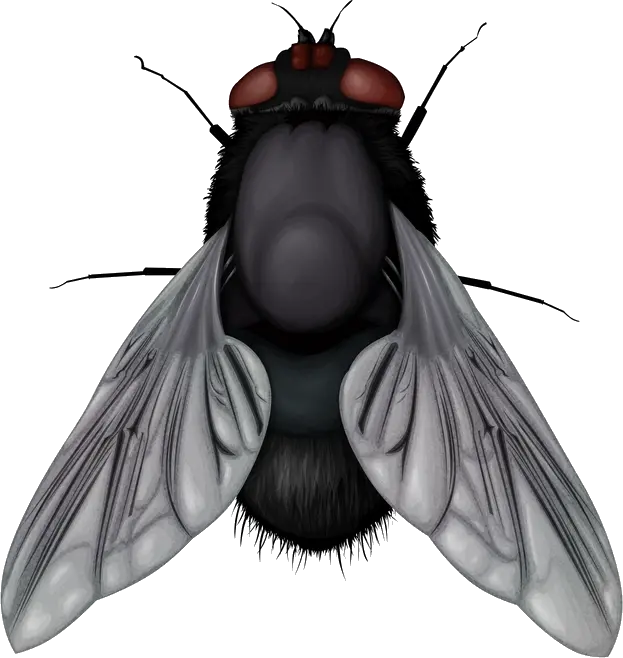 fly PNG image