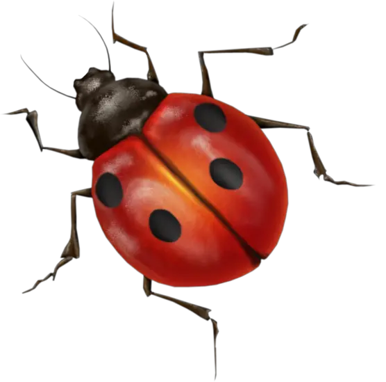 ladybug PNG image
