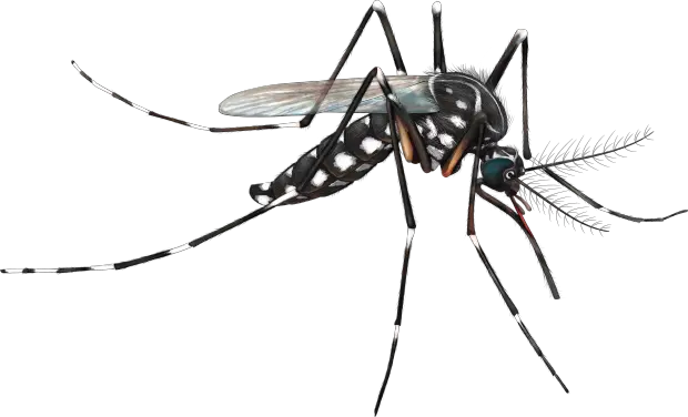 Mosquito PNG