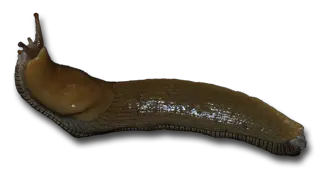 Slug PNG