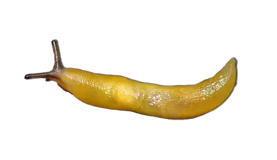 Slug PNG