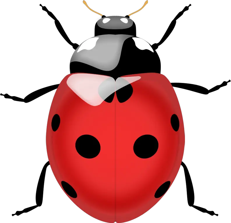 ladybug PNG image