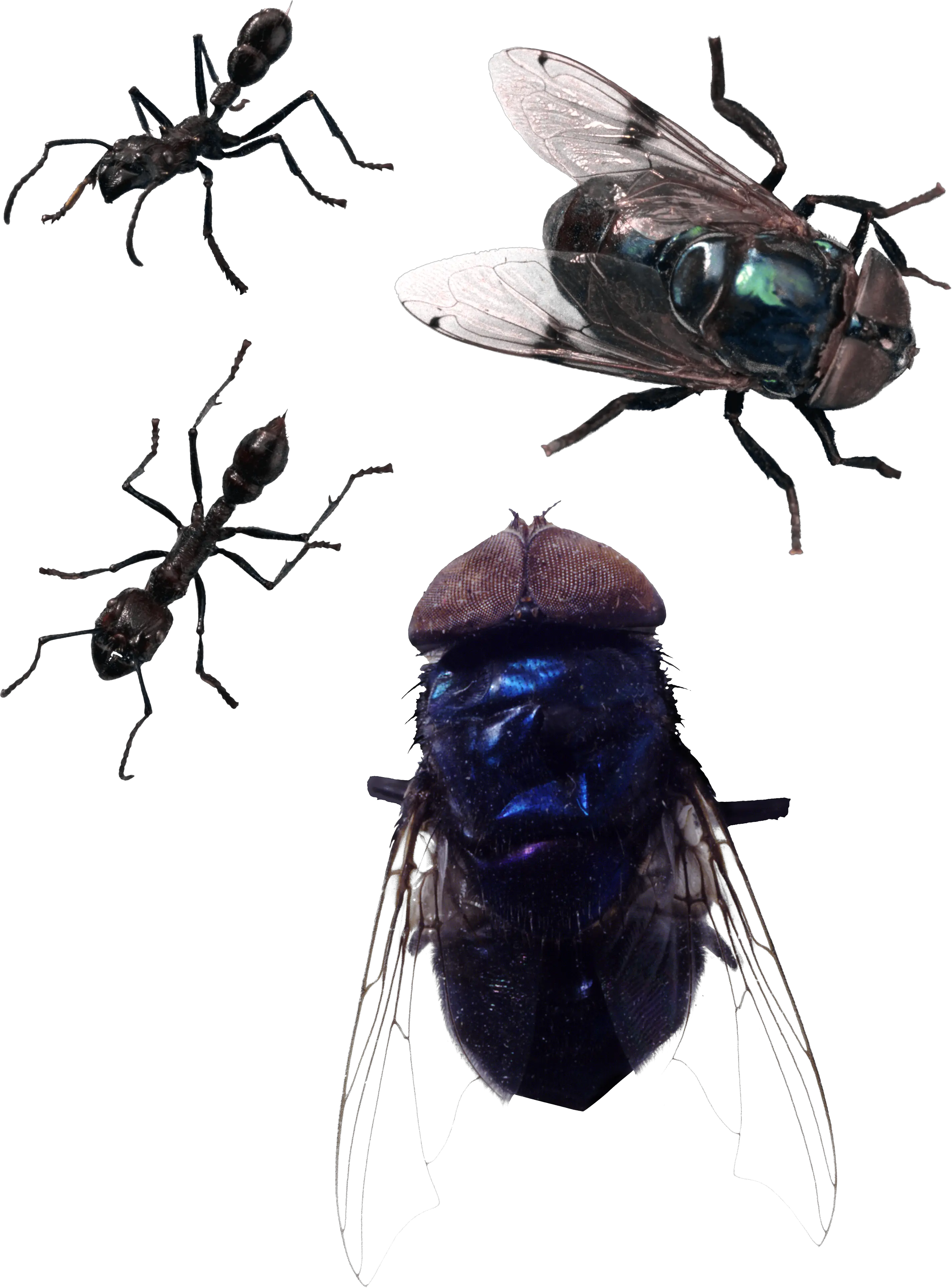 fly PNG image