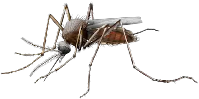 Mosquito PNG