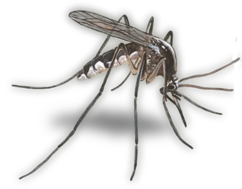 Mosquito PNG