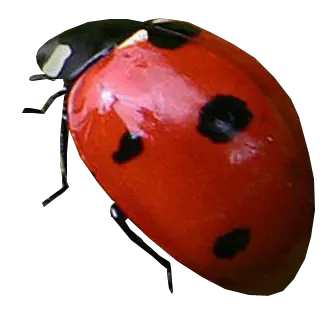 ladybug PNG image