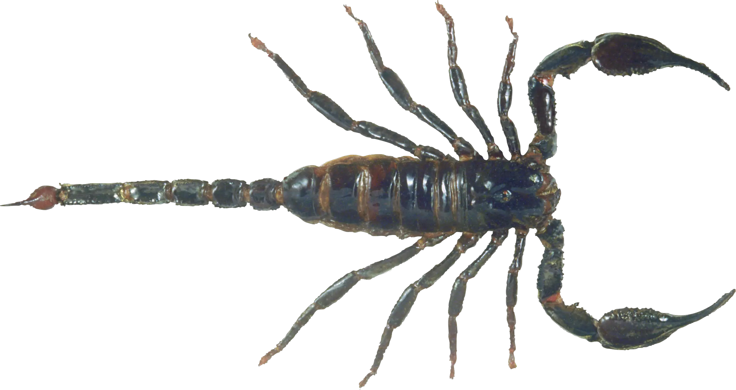 Scorpion PNG