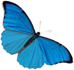 Blue butterfly PNG image