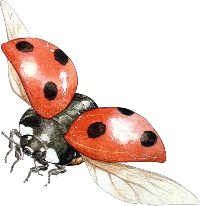 ladybug PNG image