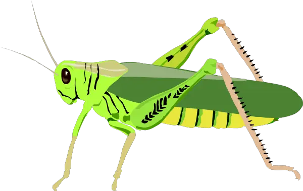 Grasshopper PNG