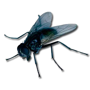 fly PNG image