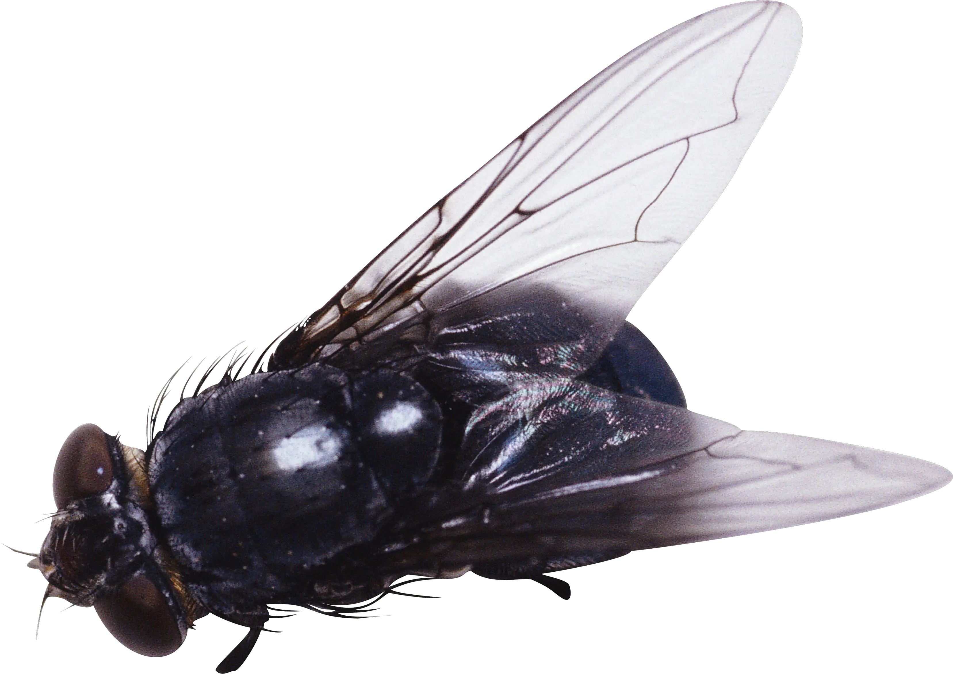 fly PNG image