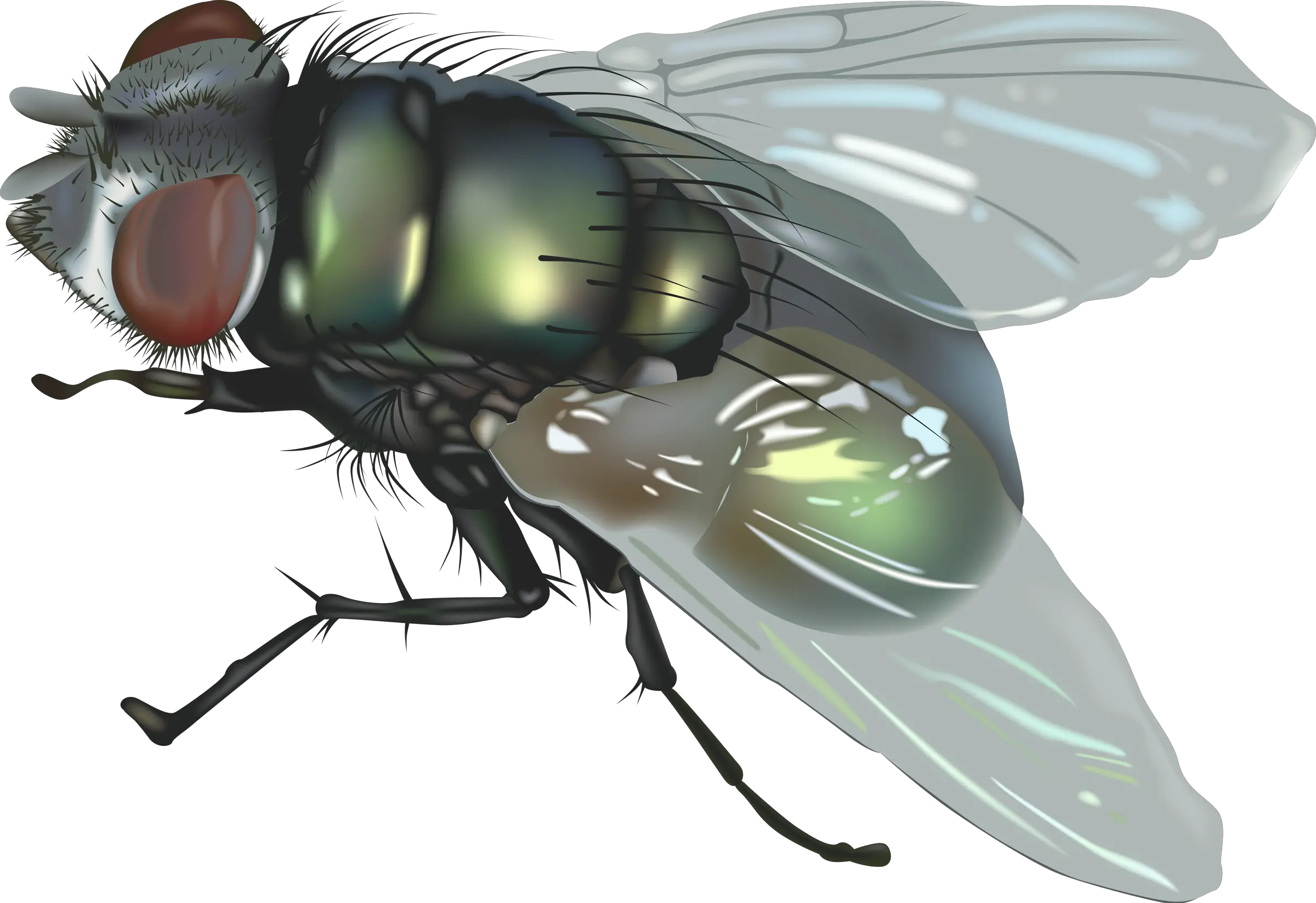 fly PNG image