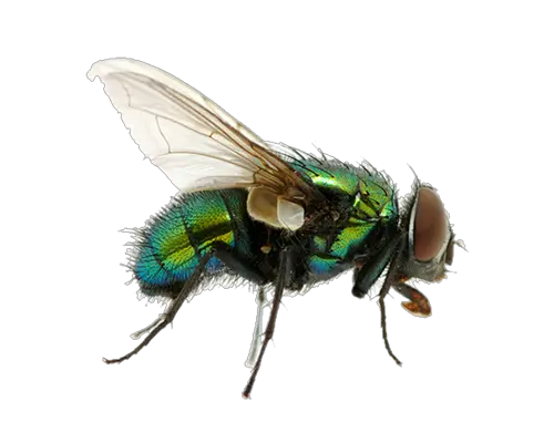 green fly PNG image