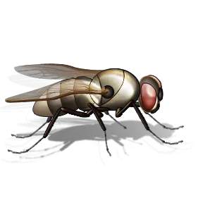 fly PNG image