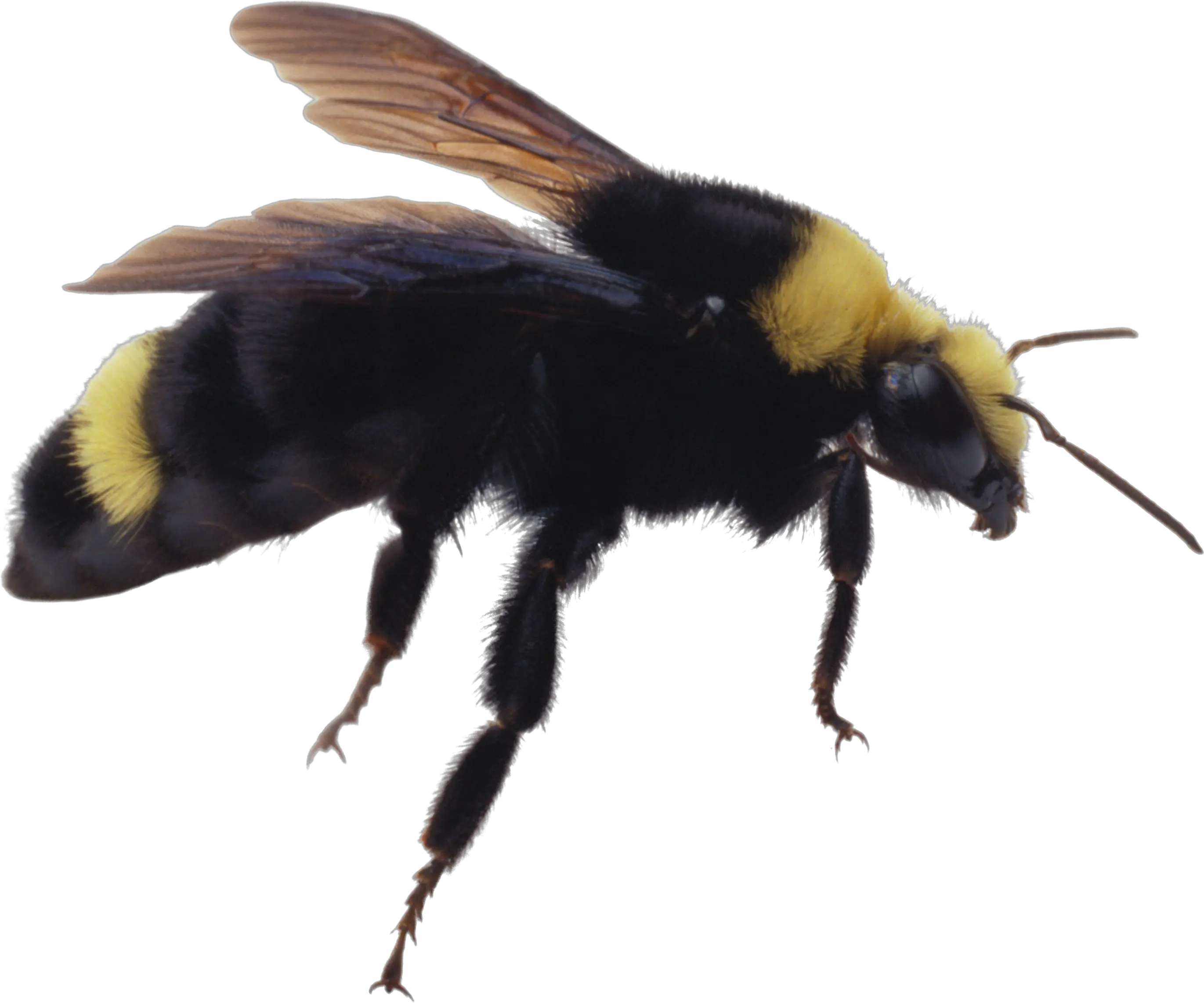 Bee PNG image