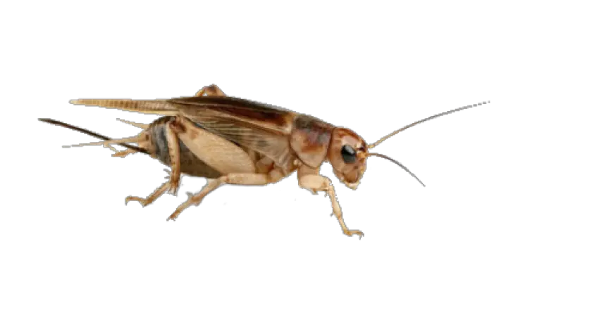 Cricket insect PNG