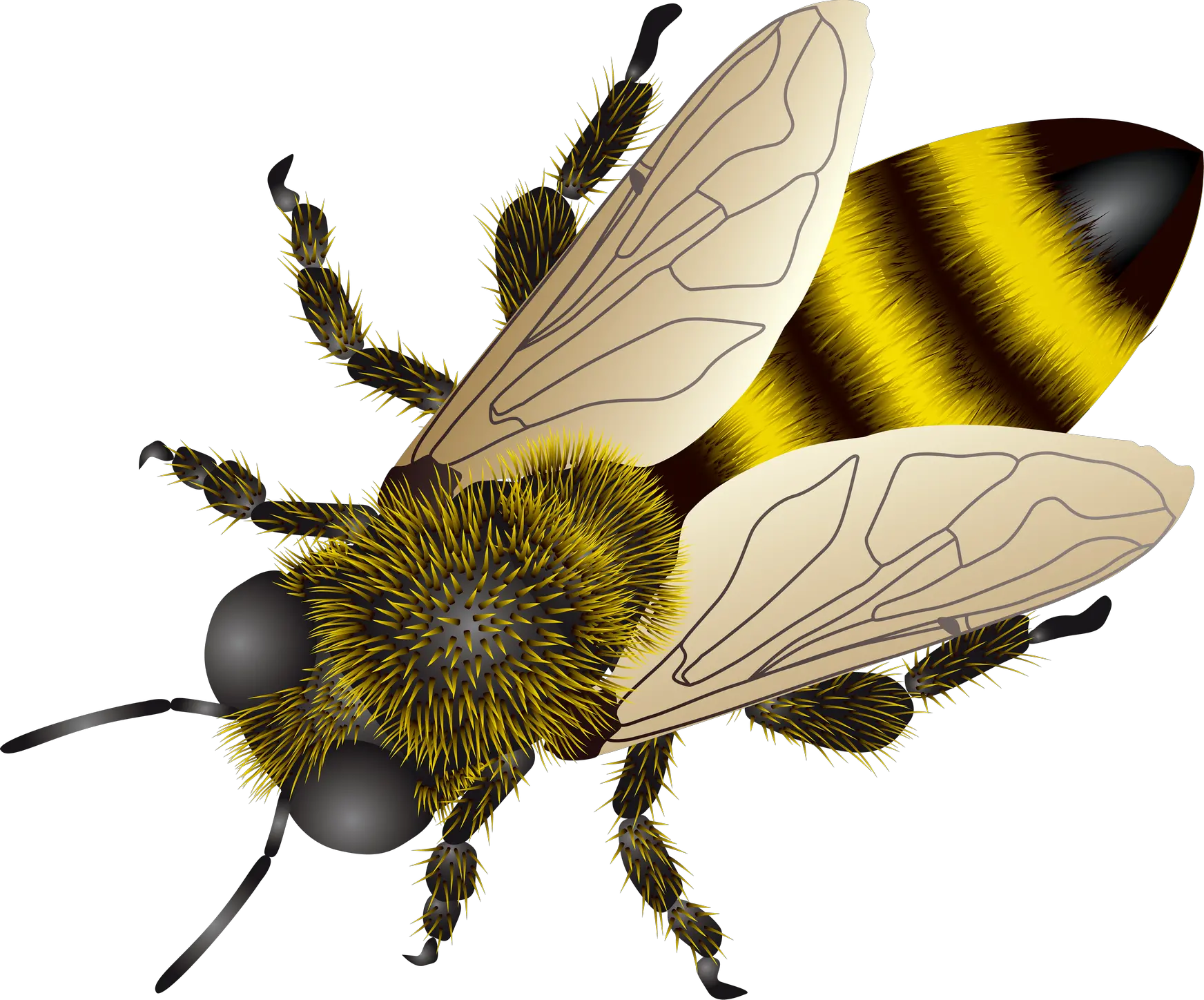 Bee PNG